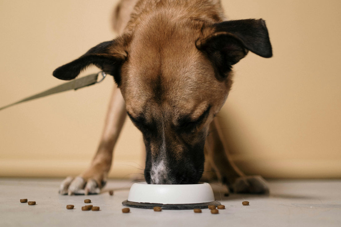 Cómo Elegir la Alimentación Ideal para tu Mascota: Guía Completa para una Dieta Saludable y Equilibrada 🐶🐱