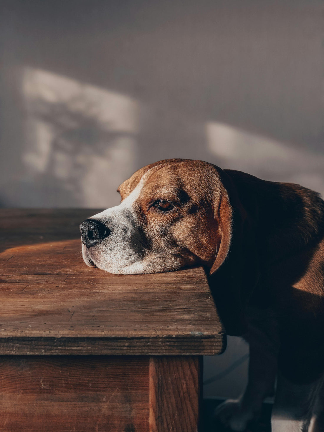 Cómo Calmar el Estrés de Nuestras Mascotas: Consejos Naturales para un Animal Feliz 🐾